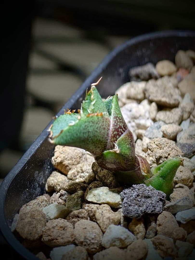 アガベ　チタノタ　コンパクト実生株　発根済み子株