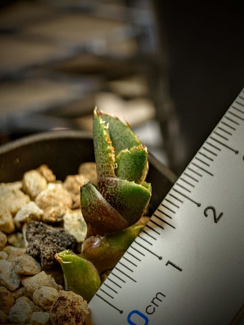 アガベ　チタノタ　コンパクト実生株　発根済み子株