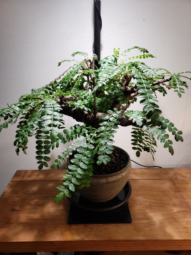 発根済み！ボスウェリア ネグレクタ☆現地株☆鉢付き☆笠間焼・磯部祐介作家鉢仕立て