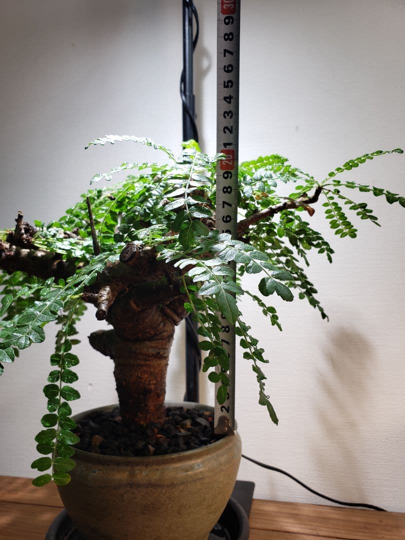 発根済み！ボスウェリア ネグレクタ☆現地株☆鉢付き☆笠間焼・磯部祐介作家鉢仕立て