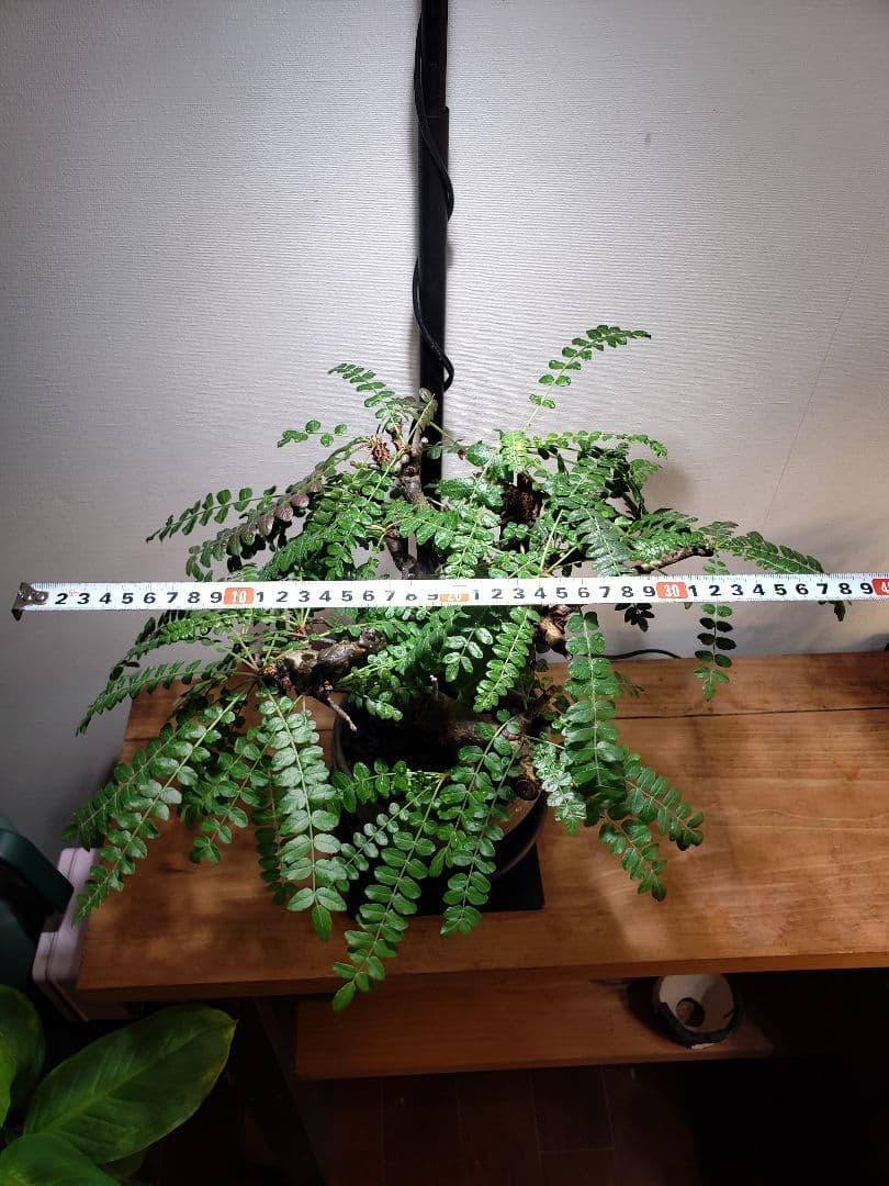 発根済み！ボスウェリア ネグレクタ☆現地株☆鉢付き☆笠間焼・磯部祐介作家鉢仕立て