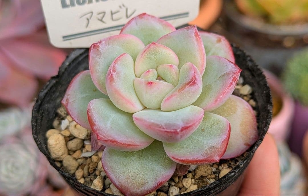 アマビレ 韓国苗 Lier苗 多肉植物 リエール エケベリア