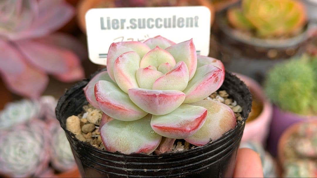 アマビレ 韓国苗 Lier苗 多肉植物 リエール エケベリア