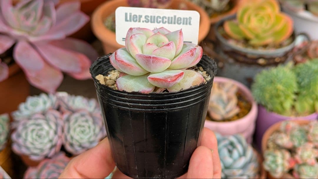 アマビレ 韓国苗 Lier苗 多肉植物 リエール エケベリア