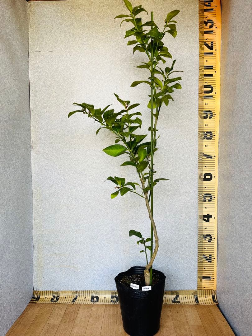 4年生　マイヤーレモン接木苗　樹高120センチ 6.5号ポット　撮影品お届け