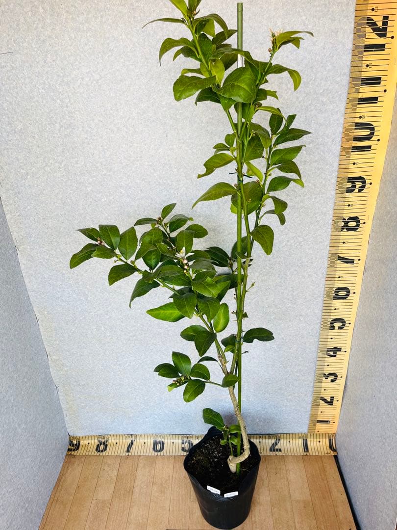 4年生　マイヤーレモン接木苗　樹高120センチ 6.5号ポット　撮影品お届け