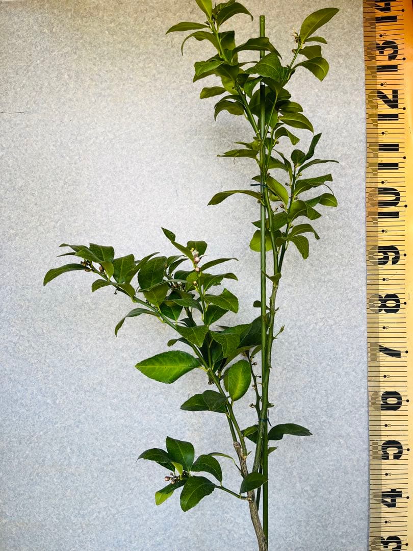 4年生　マイヤーレモン接木苗　樹高120センチ 6.5号ポット　撮影品お届け