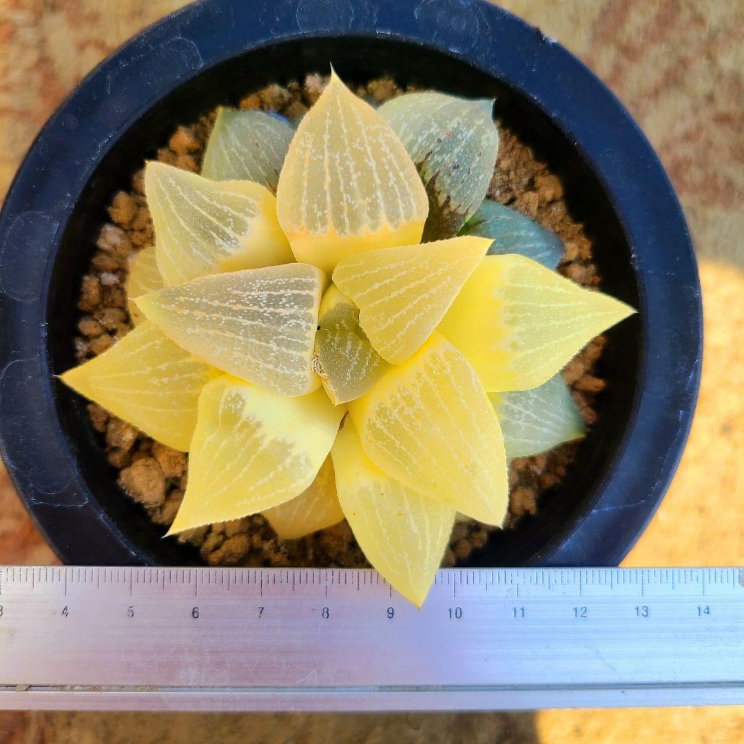 未繁殖 ピクタ銀河実生 黄金ノリ斑 多肉植物 ハオルチア アロエ