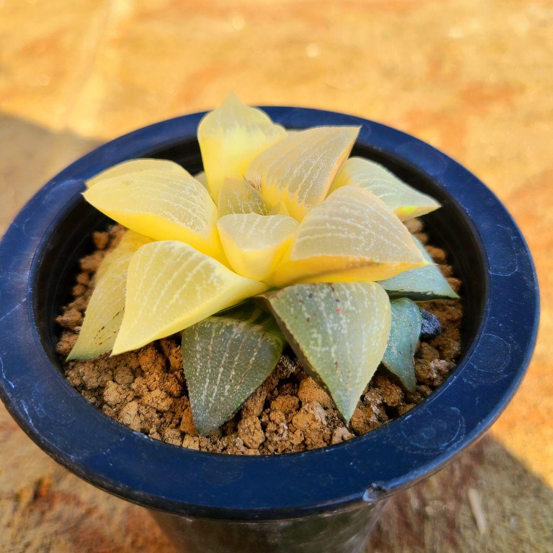 未繁殖 ピクタ銀河実生 黄金ノリ斑 多肉植物 ハオルチア アロエ