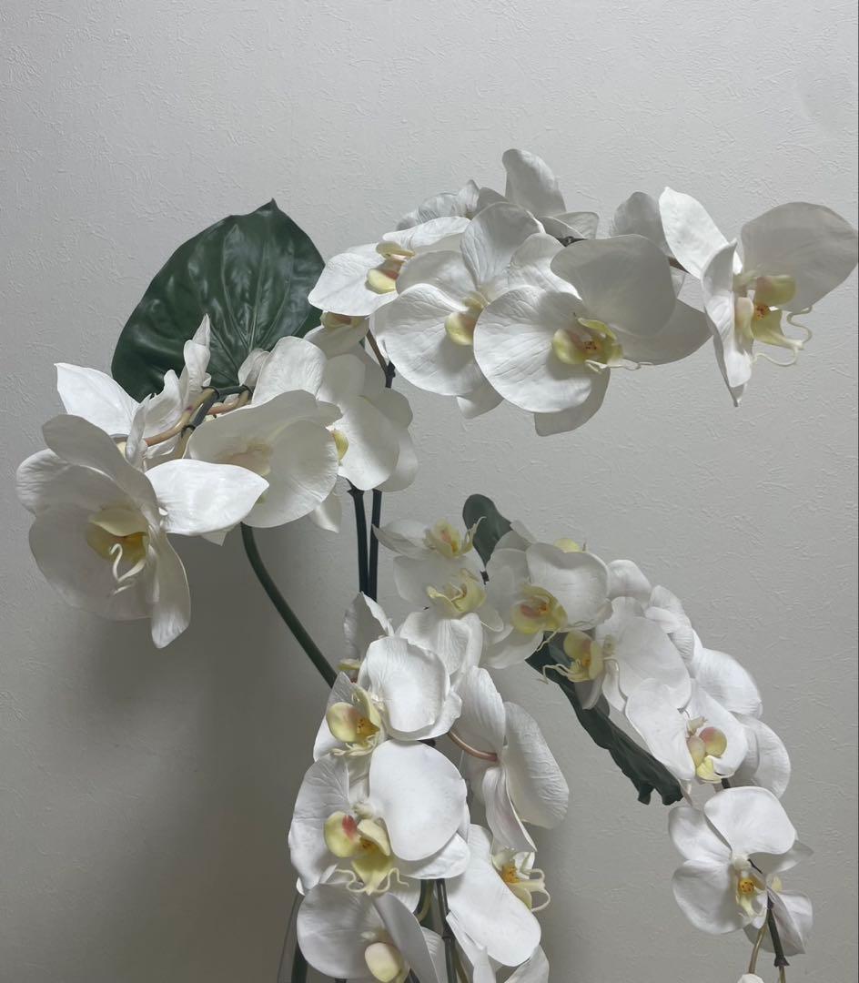 Bエミリオロバ ファレノプシス2L 胡蝶蘭 花 白フラワーアレンジメント