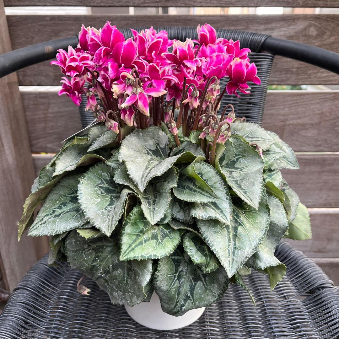 なおさん様 リクエスト 3点 まとめ商品　シクラメン　ピポカ　フェアリーピコ　他