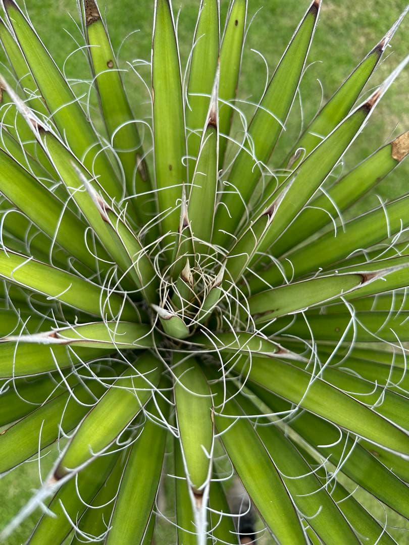 ユッカ　フィリフェラ　発根済　130cm
