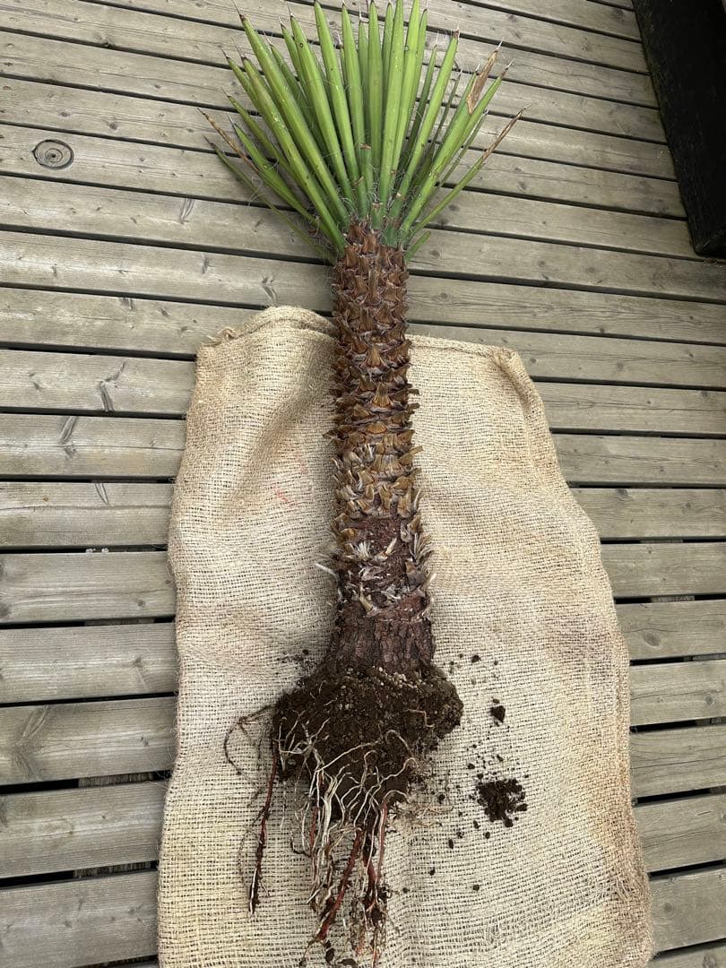 ユッカ　フィリフェラ　発根済　130cm