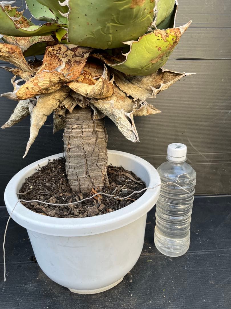 激レア　幹上がり　アガベ　チタノタ　健康なアガベ 約60cm 鋸歯状の葉