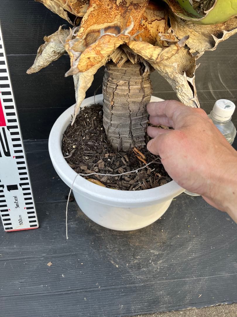 激レア　幹上がり　アガベ　チタノタ　健康なアガベ 約60cm 鋸歯状の葉