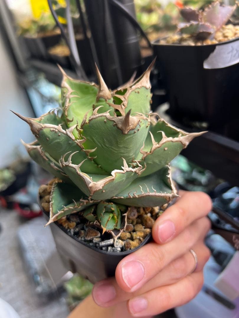 アガベ　ノーネームブツブツ　オテロイ