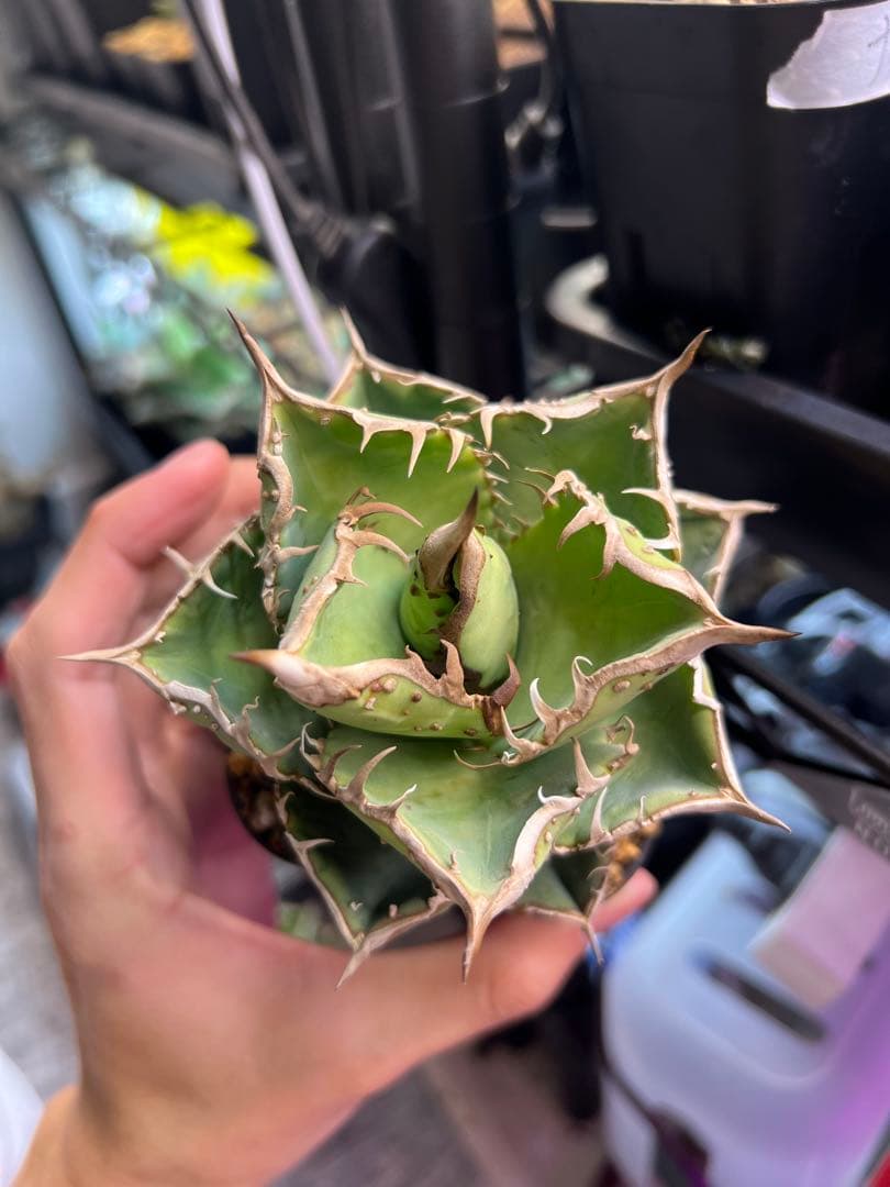 アガベ　ノーネームブツブツ　オテロイ