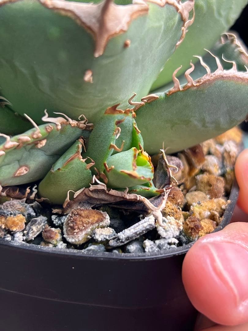 アガベ　ノーネームブツブツ　オテロイ