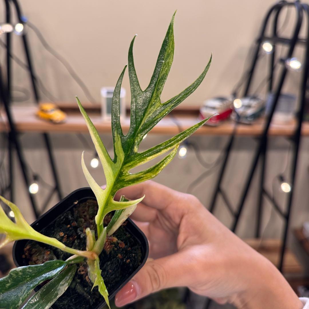 34 フィロデンドロン　トータム　斑入り　トゲトゲ　細葉　ナロー