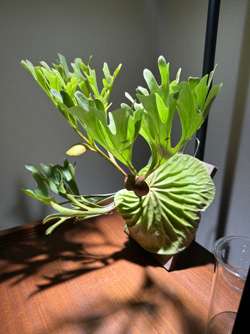 ビカクシダ リドレイ