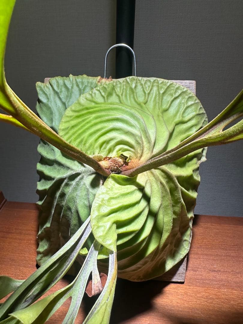 ビカクシダ リドレイ