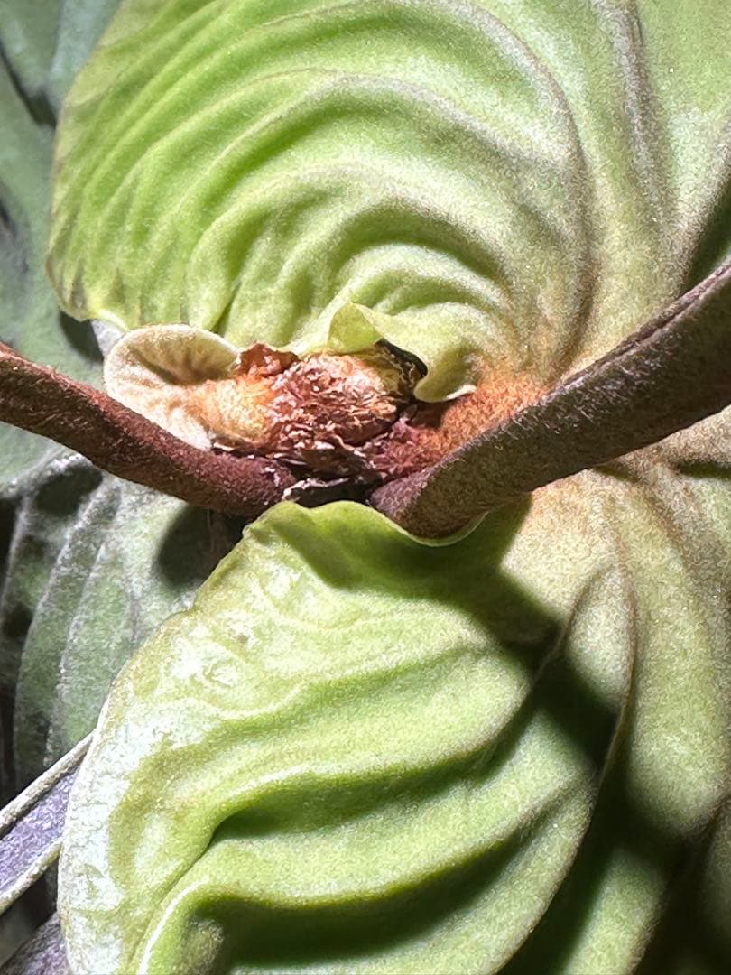 ビカクシダ リドレイ