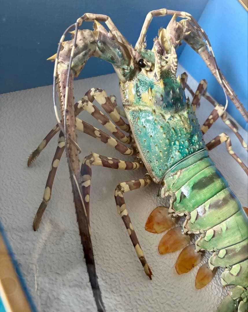 #額装標本 ニシキエビ 錦海老　伊勢海老　えび　剥製
