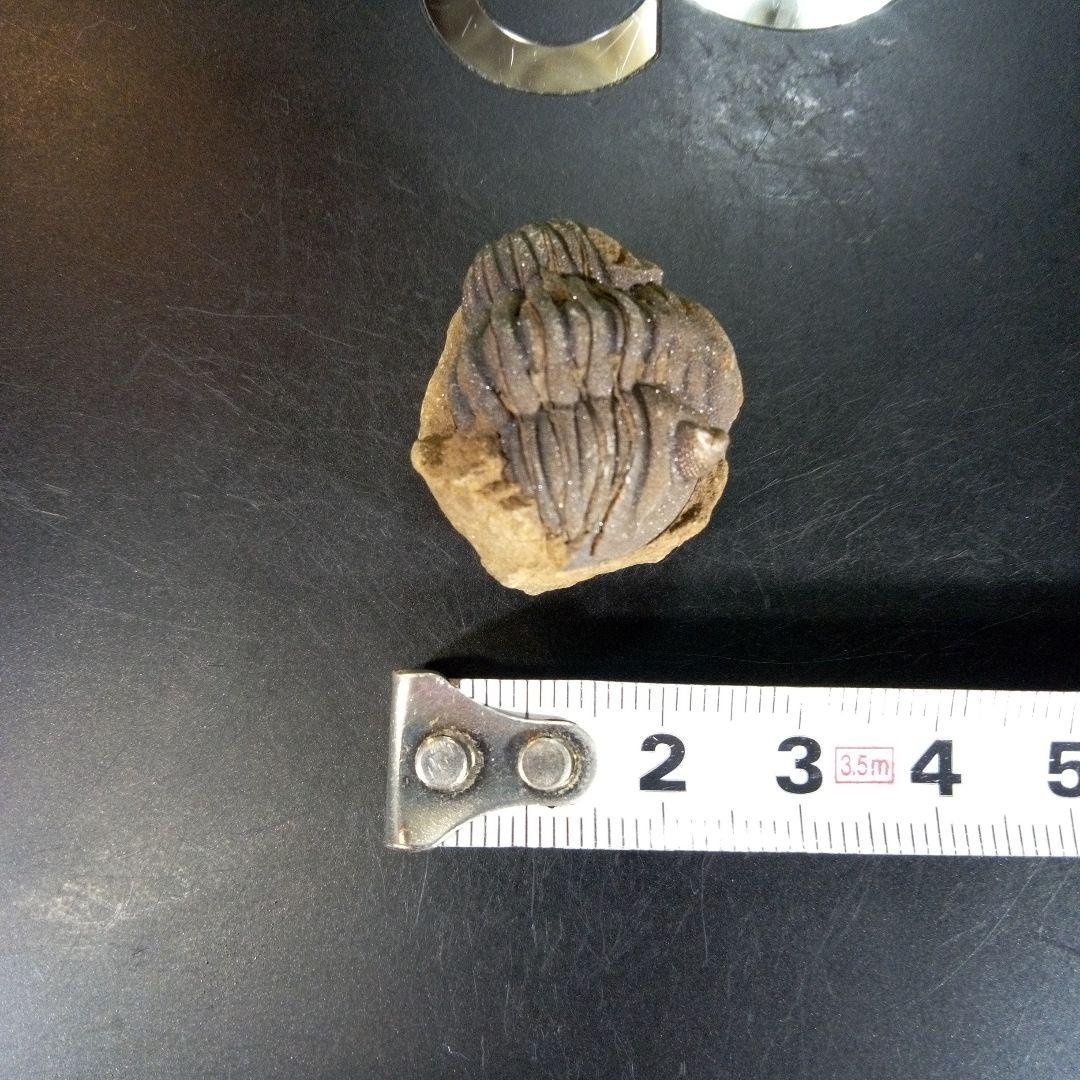 三葉虫　化石　ボリビア産　南アメリカ　trilobite　Bolivia三葉虫③