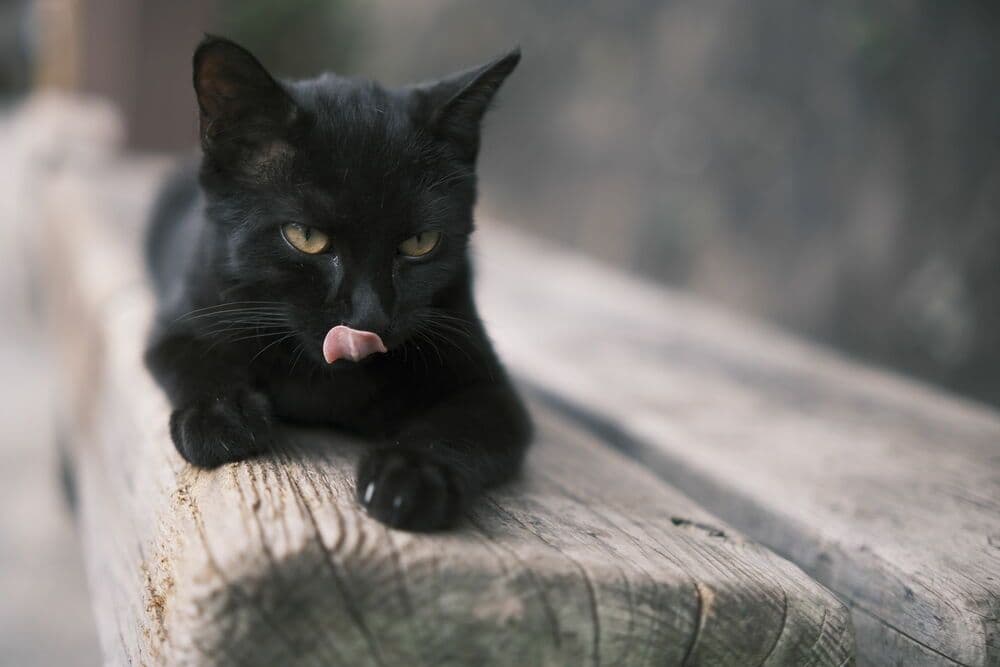 Tokina ATX-M X plus 33mm F1.4フジXマウント