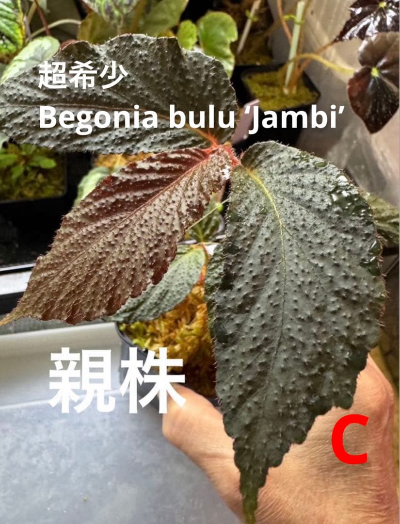 Sugi様 リクエスト 10点 まとめ商品