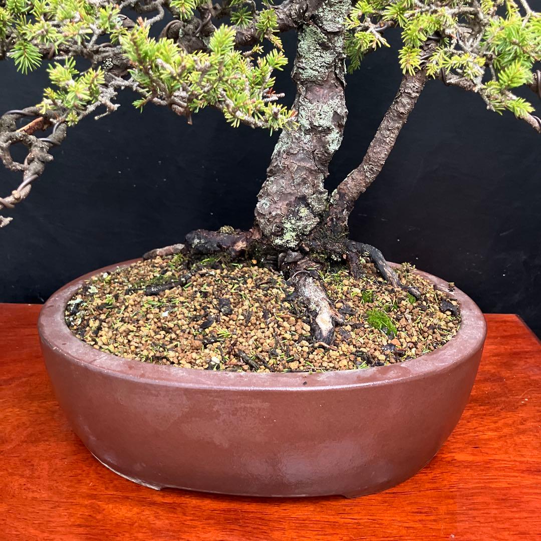 蝦夷松 盆栽