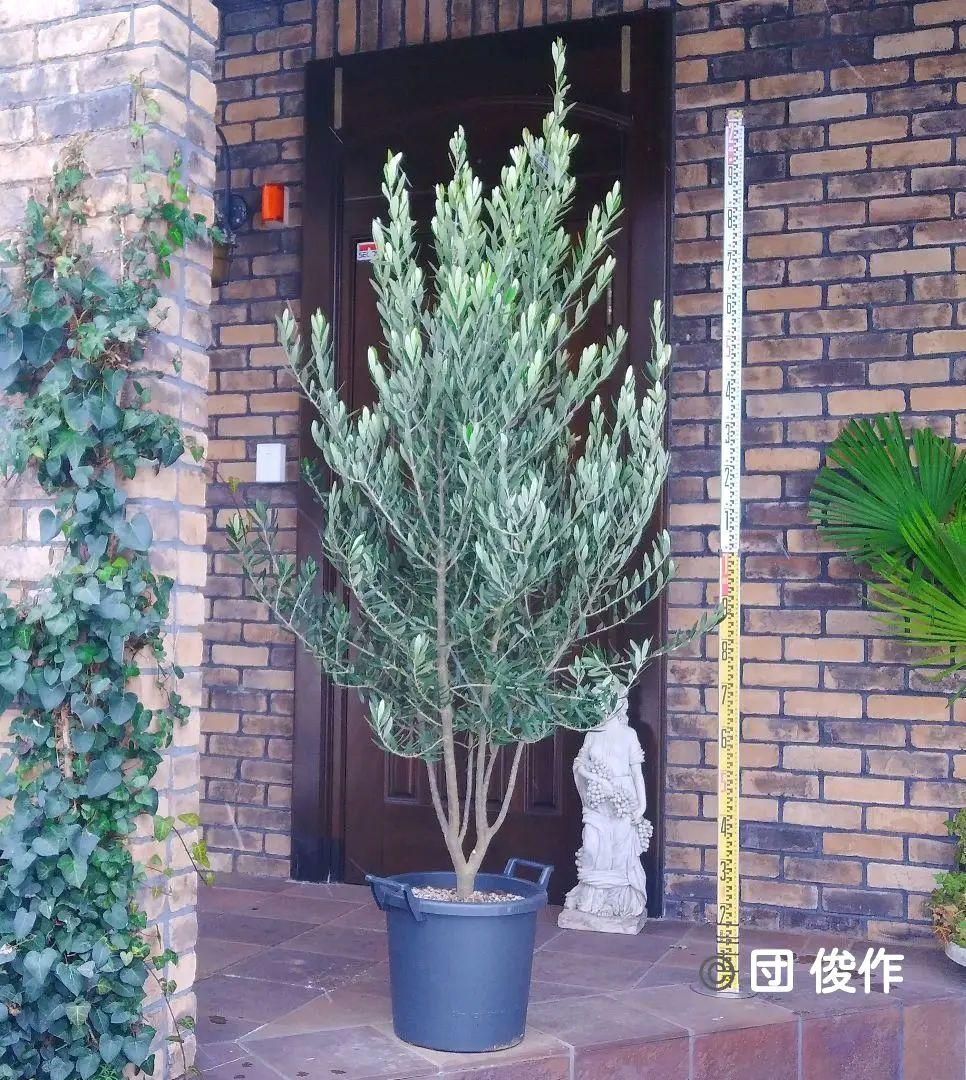 オリーブの木 シプレッシーノ 200cm❗ 大型12号 綺麗な葉色 植え替え済