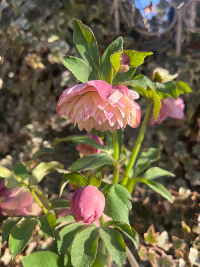 クリスマスローズ　加藤農園　絞りクリスマスローズ