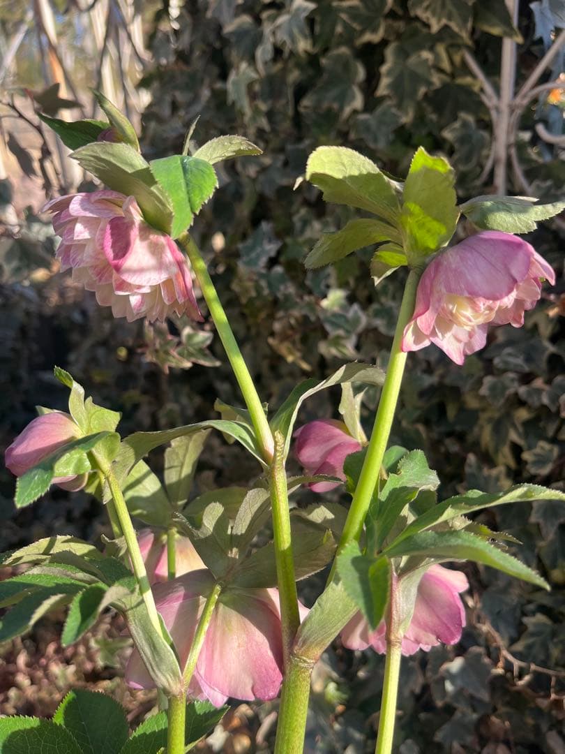 クリスマスローズ　加藤農園　絞りクリスマスローズ