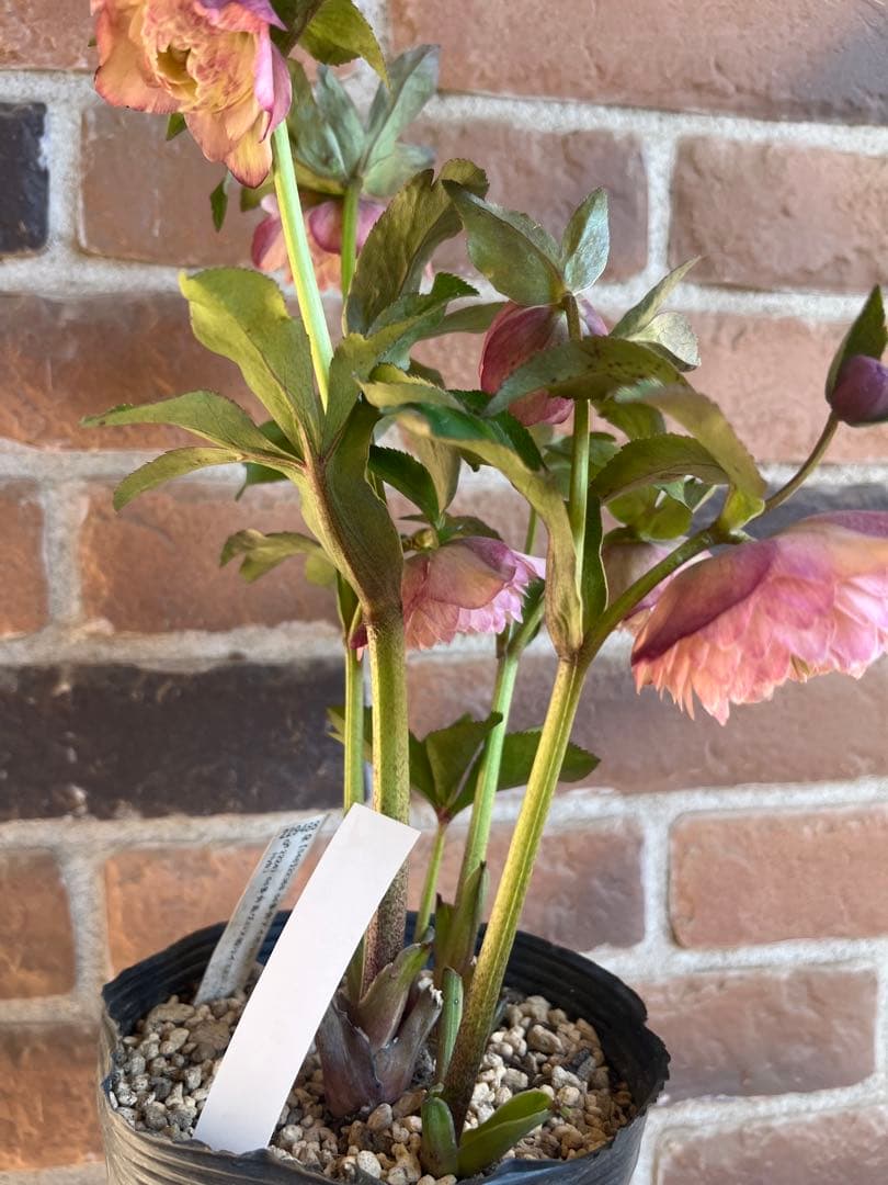 クリスマスローズ　加藤農園　絞りクリスマスローズ