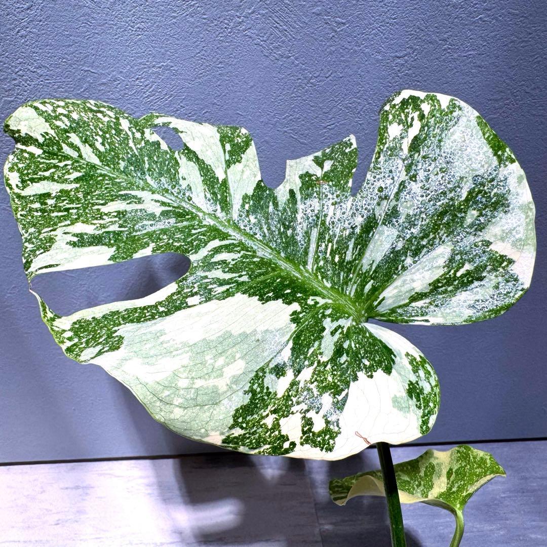 モンステラ デリシオーサ クリームブリュレ 希少斑入り 2芽