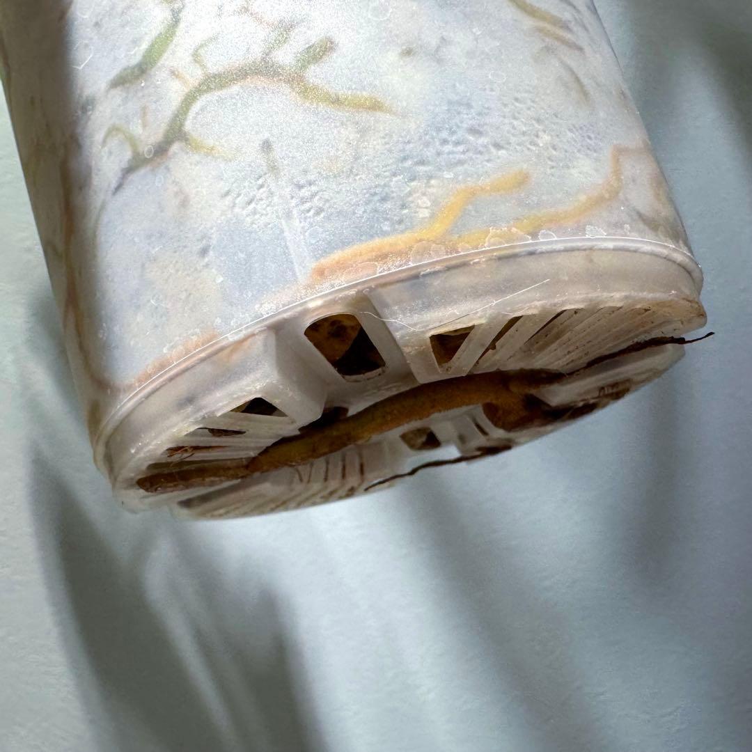 モンステラ デリシオーサ クリームブリュレ 希少斑入り 2芽