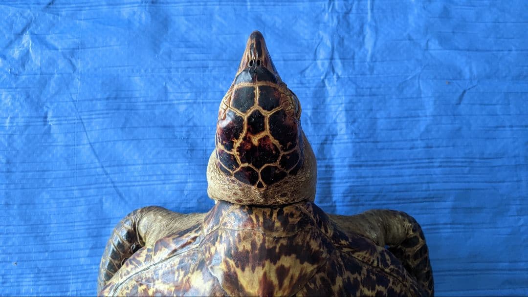 ②うみがめ〚タイマイ〛の剥製　 　壁掛けフックつき