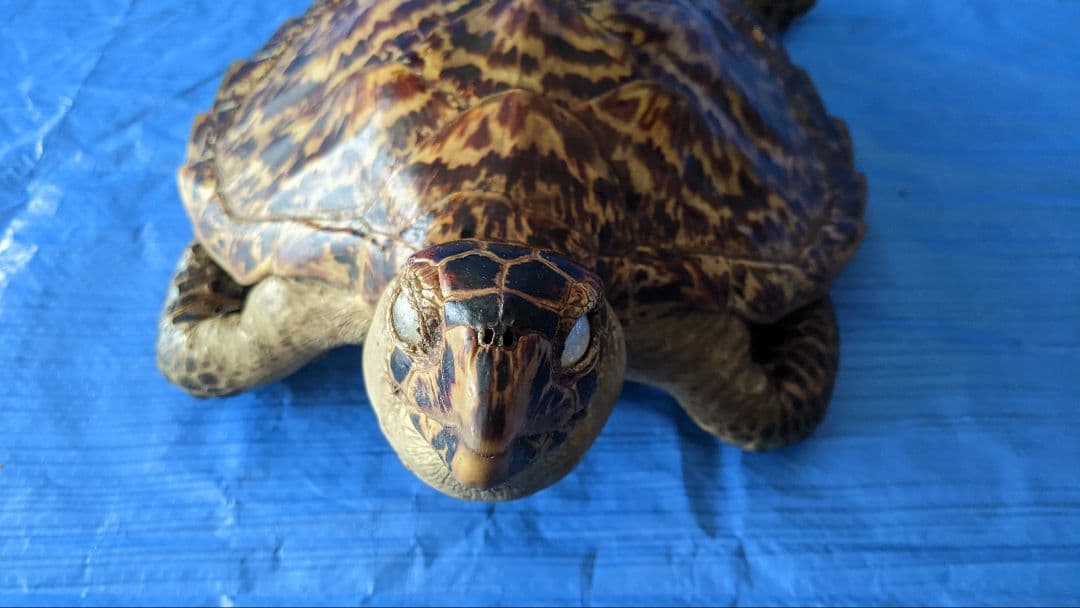 ②うみがめ〚タイマイ〛の剥製　 　壁掛けフックつき