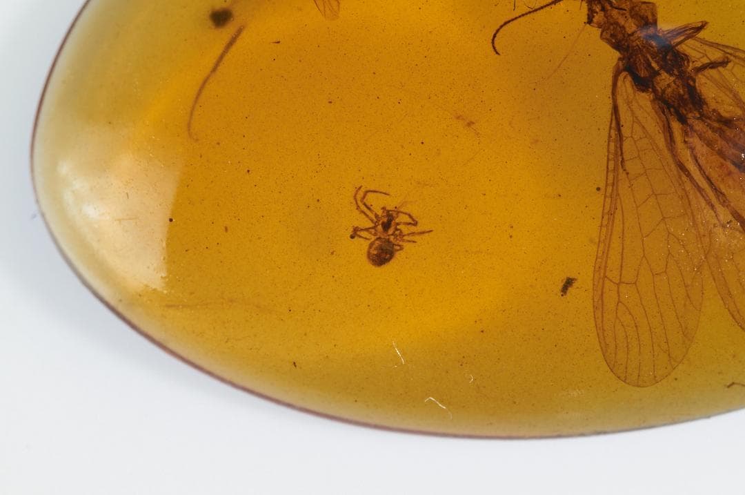 レア極上品PA0000虫入り琥珀化石　ミャンマーカムティかタナイ9900万年前