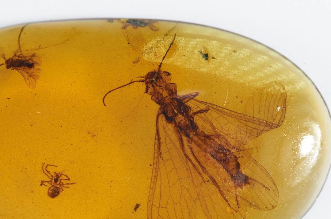 レア極上品PA0000虫入り琥珀化石　ミャンマーカムティかタナイ9900万年前