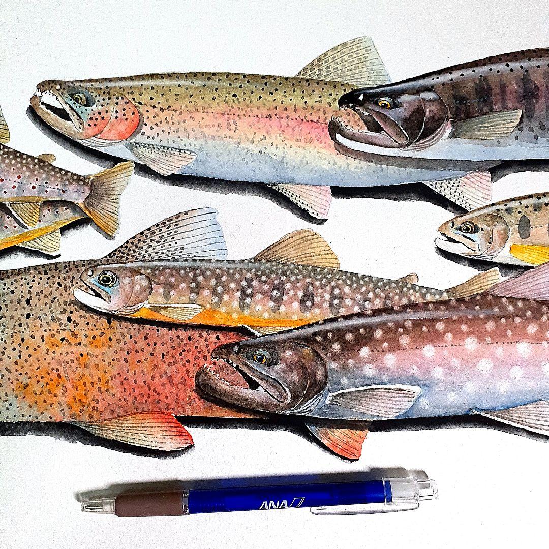 北海道の渓流に住む魚透明水彩画