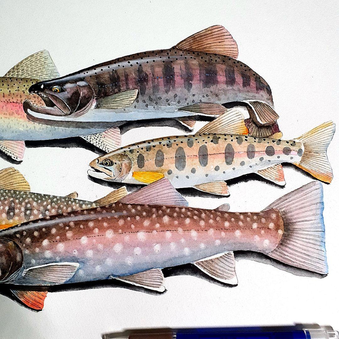 北海道の渓流に住む魚透明水彩画