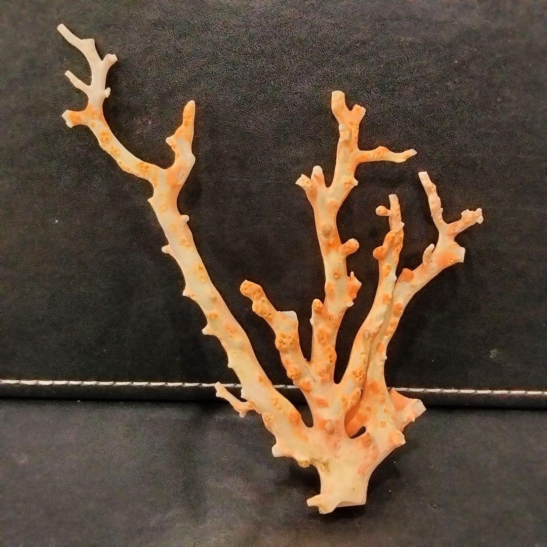U282-2 天然赤珊瑚 桃珊瑚  高知産珊瑚 総重量43.3g  最高級品珊瑚