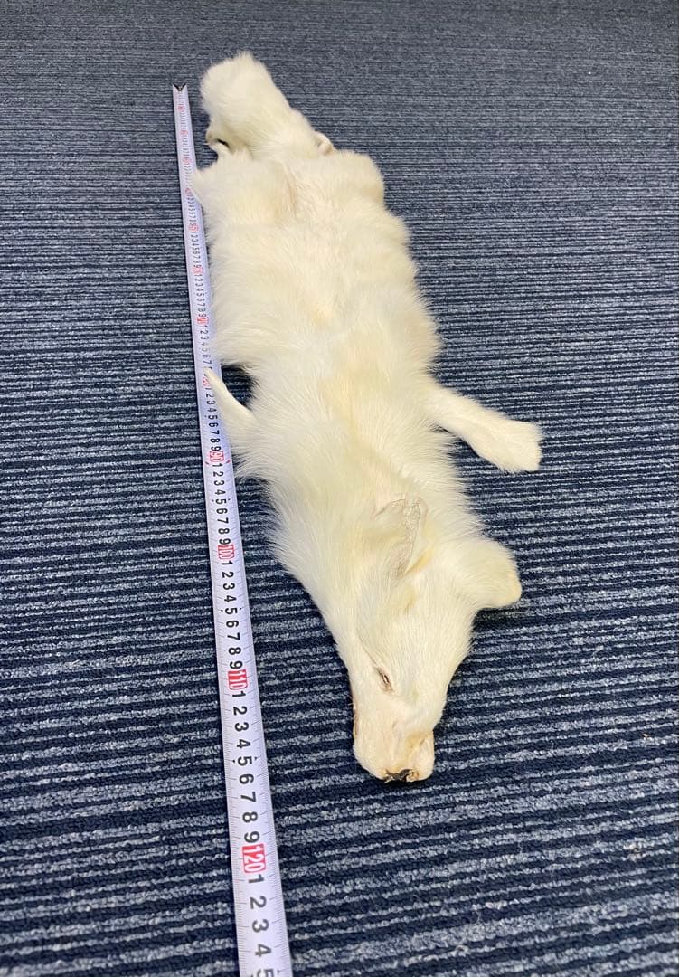 なのちゃん専用　フォックス　狐　原皮