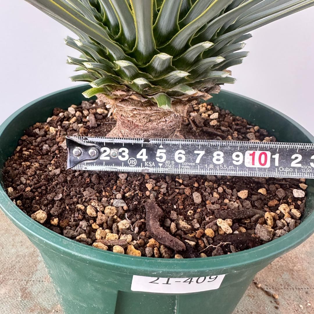 ユッカ　ロストラータ【21-409】美形　シルバーブルー