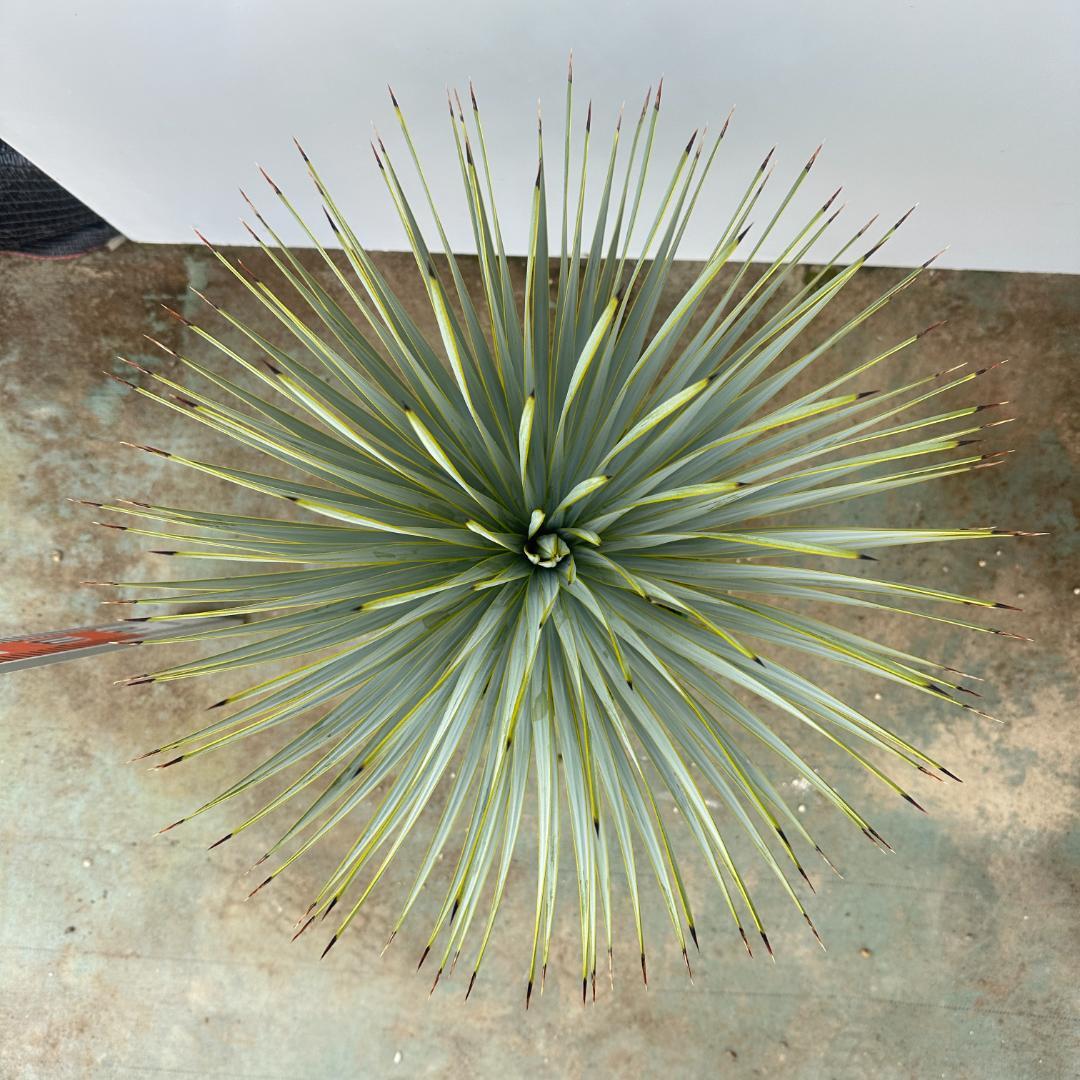 ユッカ　ロストラータ【21-409】美形　シルバーブルー