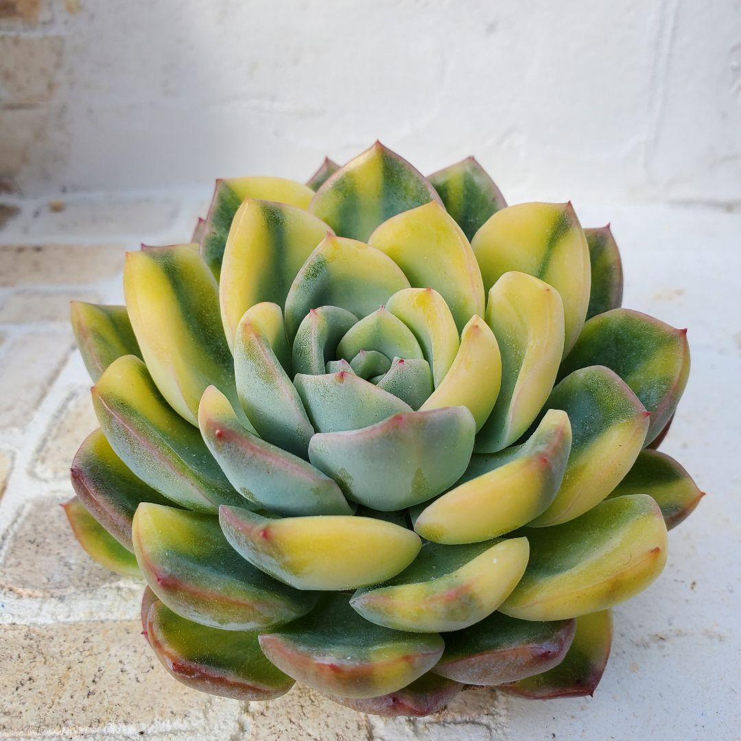 多肉植物・王姫ウォーターリリー錦・極上スペシャル斑