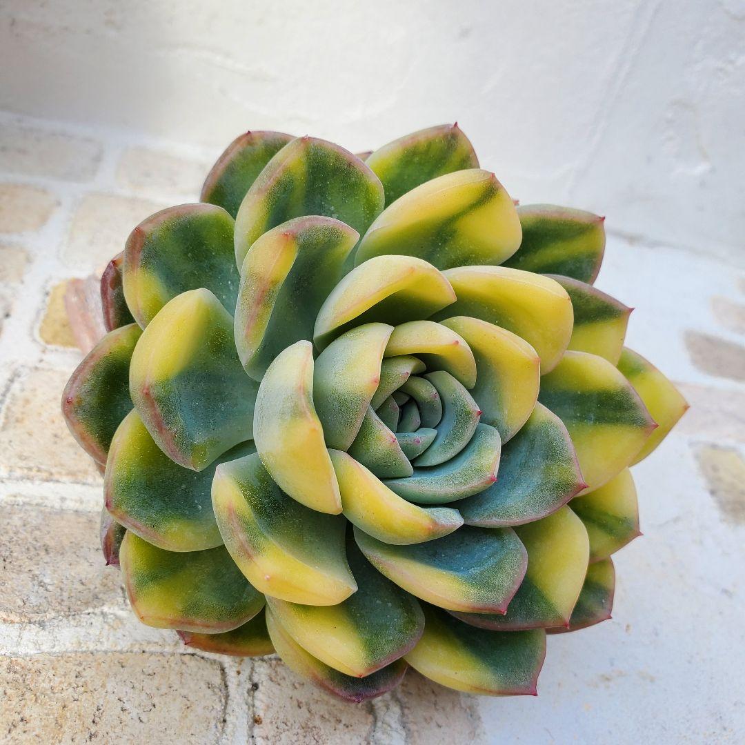 多肉植物・王姫ウォーターリリー錦・極上スペシャル斑