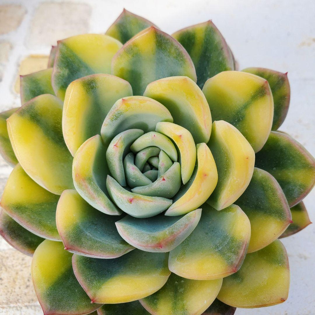 多肉植物・王姫ウォーターリリー錦・極上スペシャル斑